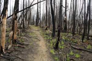 Okanogan-Wenatchee National Forest - Home