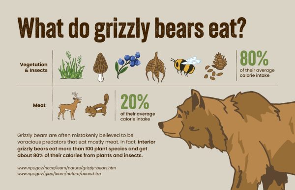 Grizzly Bears: Two Truths and a Myth - The National Wildlife Federation Blog