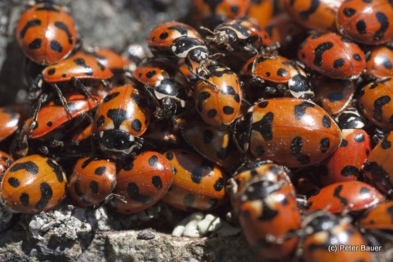 Secret Lives of Ladybugs | Wenatchee Outdoors