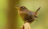 Bird1
